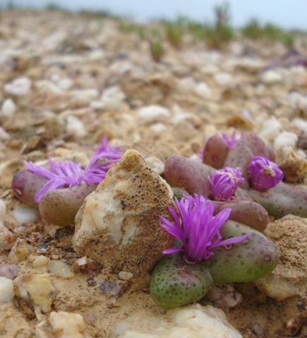Diplosoma retroversum befriending pebbles